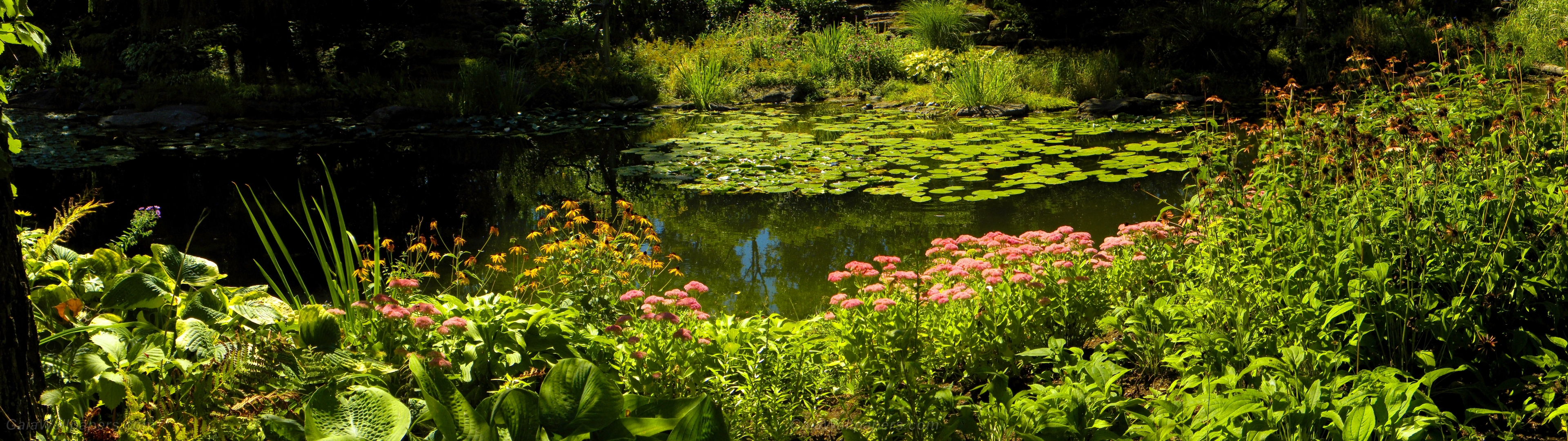 Magnifique étang en fleur - Fonds d'écran gratuits