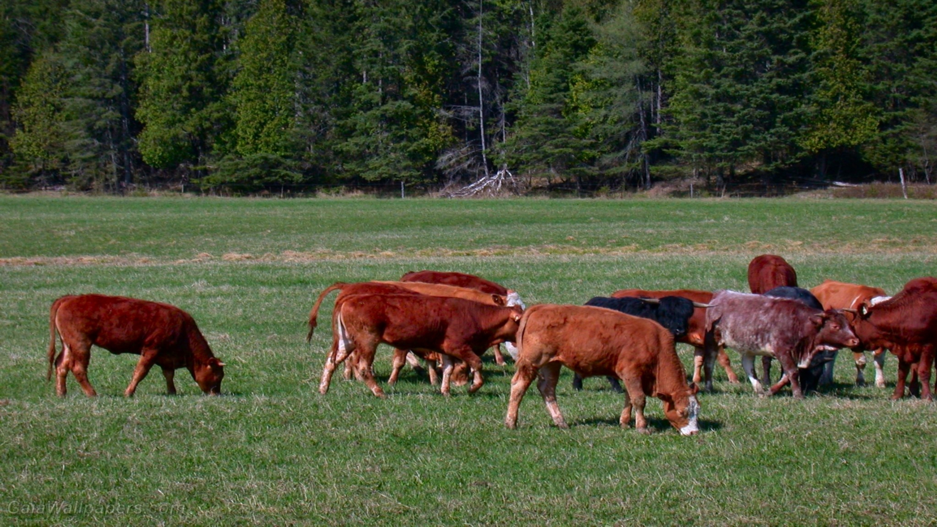 Vaches brunes dans le champs - Fonds d'écran gratuits