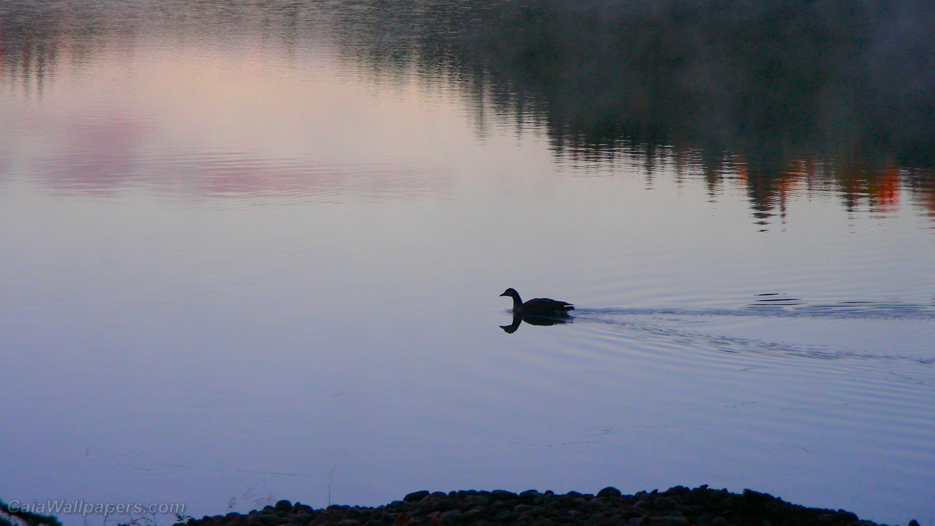Duck swimming on a calm lake - Free desktop wallpapers