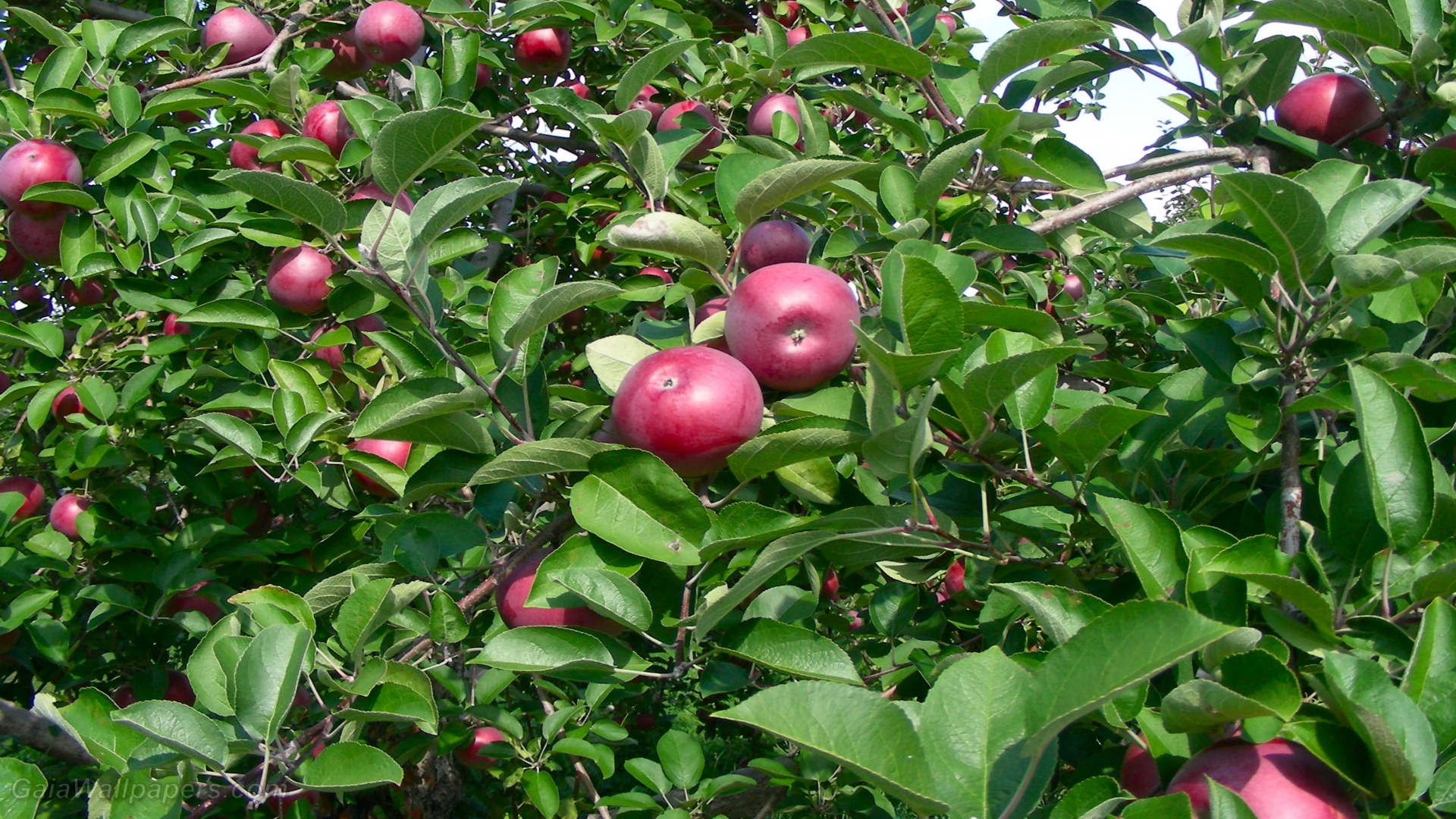 Apples ready to be picked - Free desktop wallpapers