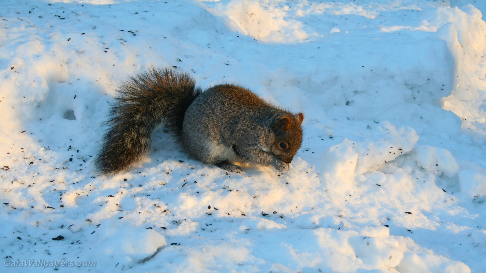 Squirrel eating on the snow - Free desktop wallpapers