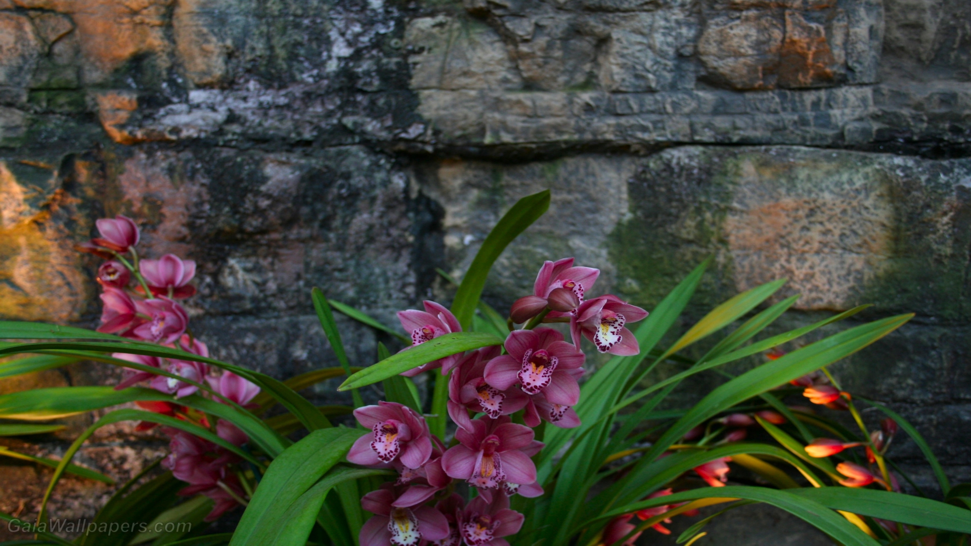 Orchids - Free desktop wallpapers