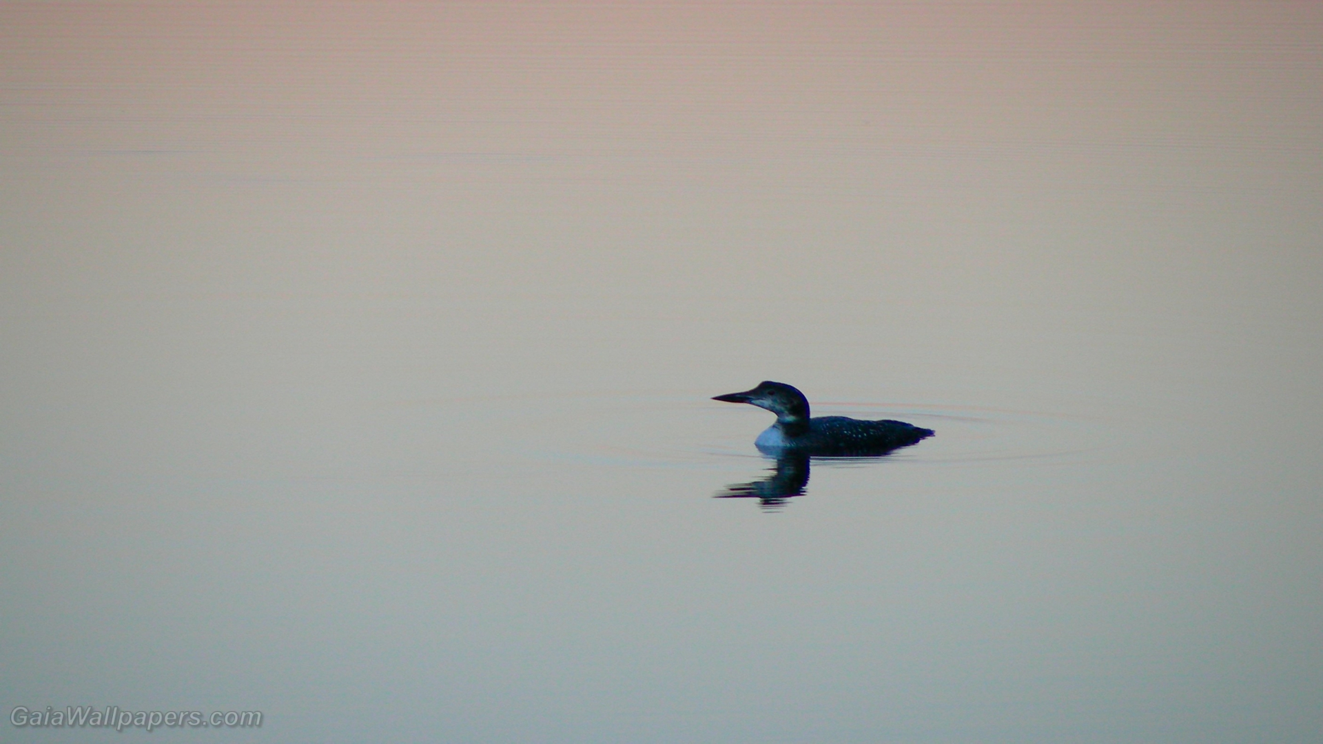 Common Loon on a mirror lake - Free desktop wallpapers
