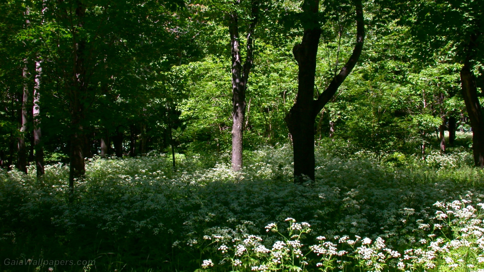 Forêt de printemps au Mont Royal - Fonds d'écran gratuits