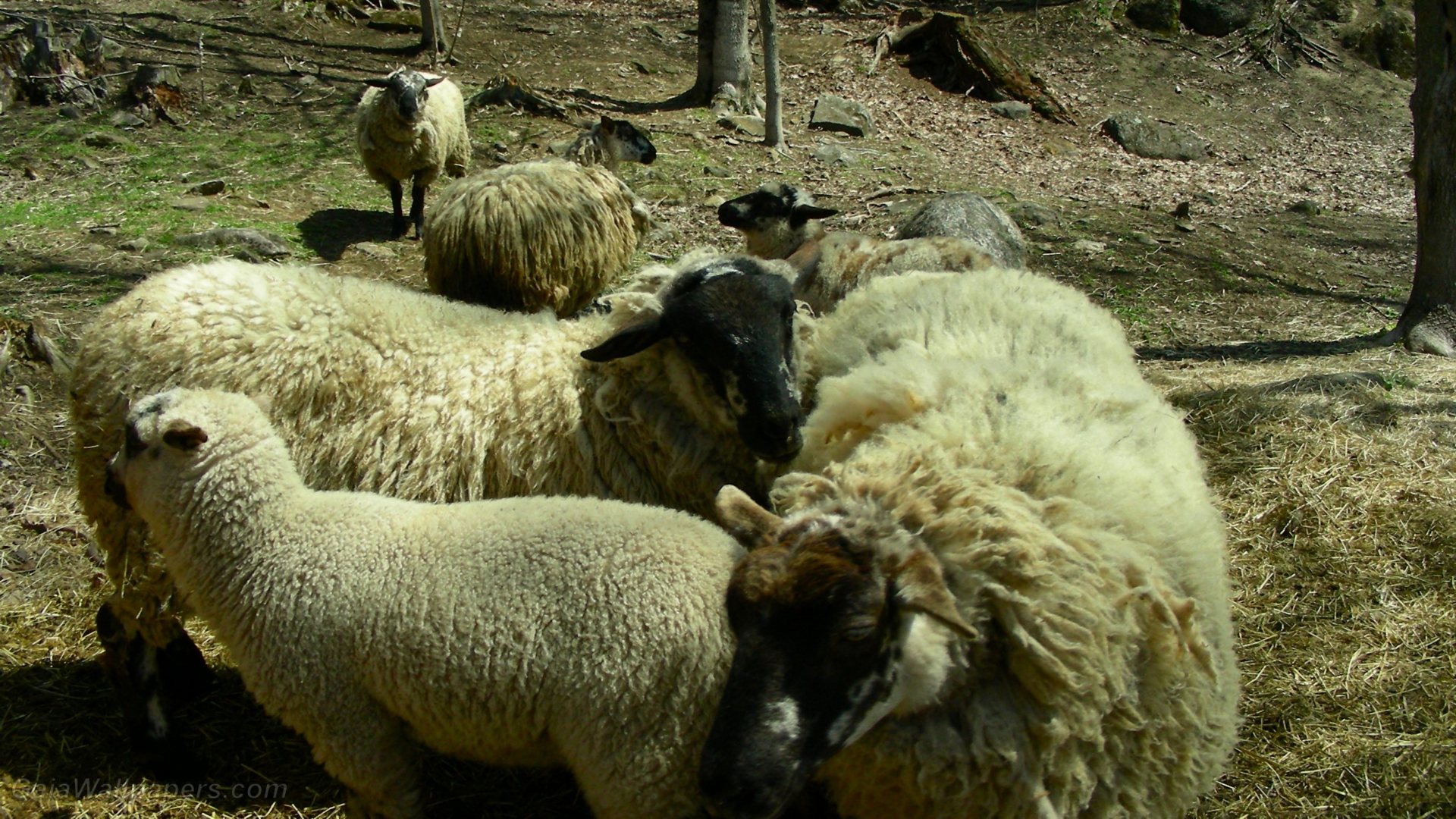 Moutons avec leurs agneaux - Fonds d'écran gratuits