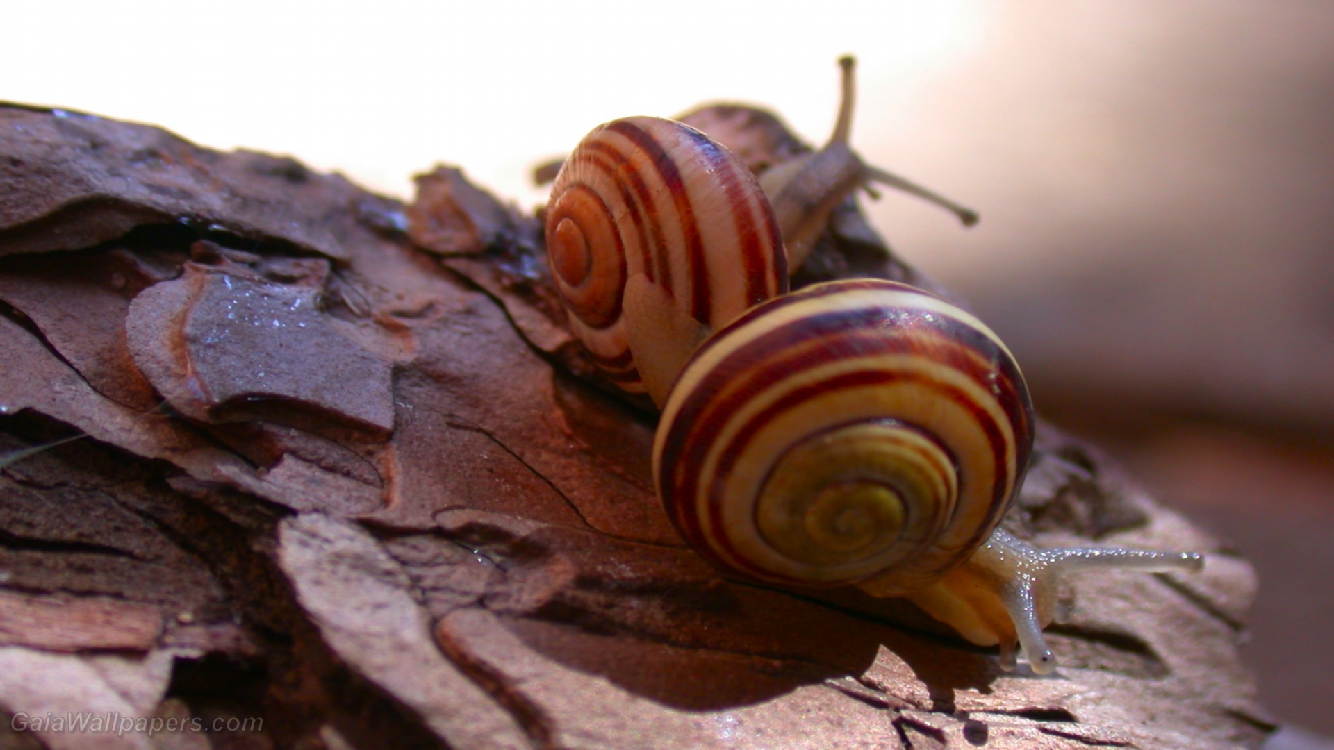 Snails - Free desktop wallpapers