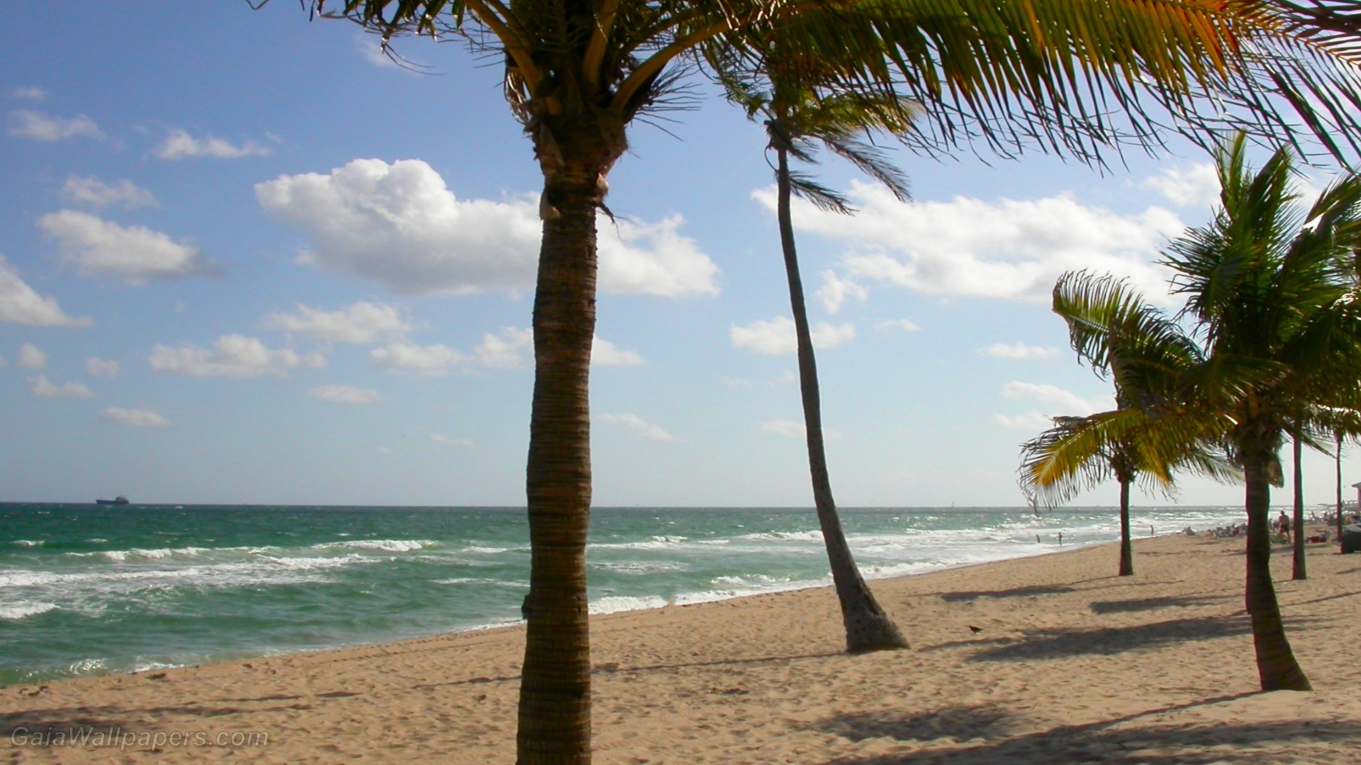 Windy Florida beach - Free desktop wallpapers