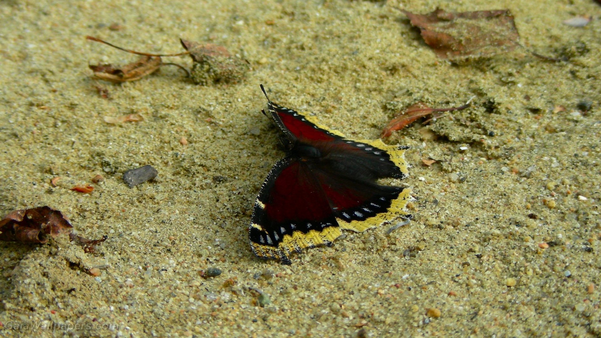 Papillon dans le sable - Fonds d'écran gratuits