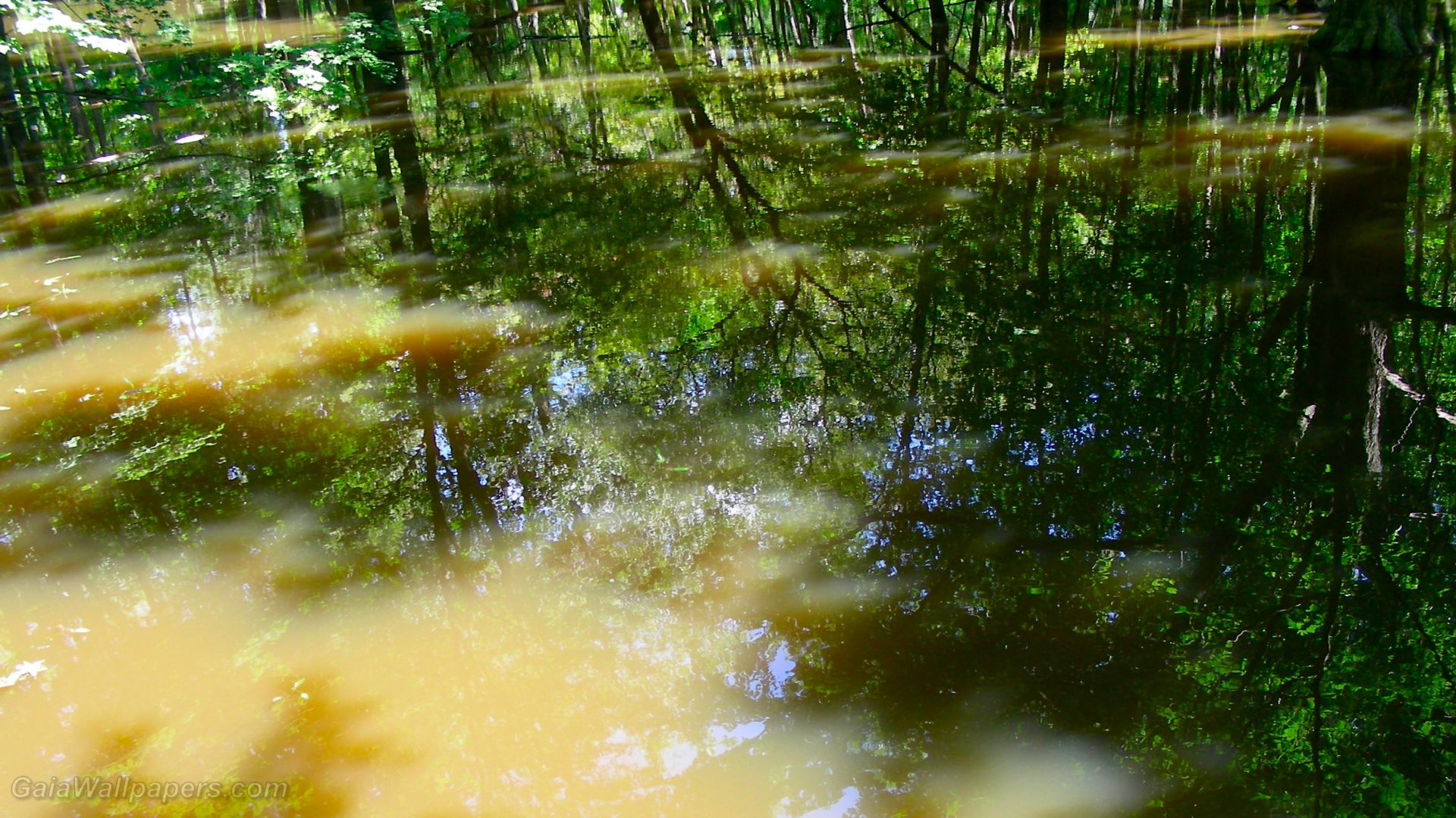 Réflexion sur l'eau dans l'ombre des arbres - Fonds d'écran gratuits