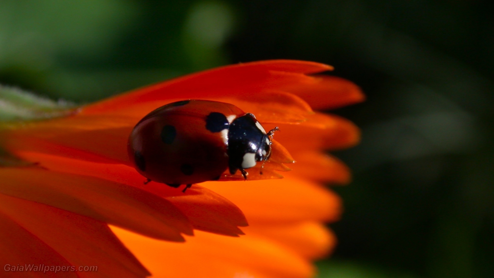 Ladybird on a zinnia - Free desktop wallpapers