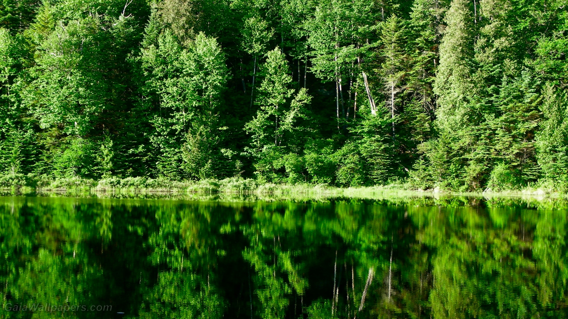 Réflexion de la verte forêt sur l'eau - Fonds d'écran gratuits
