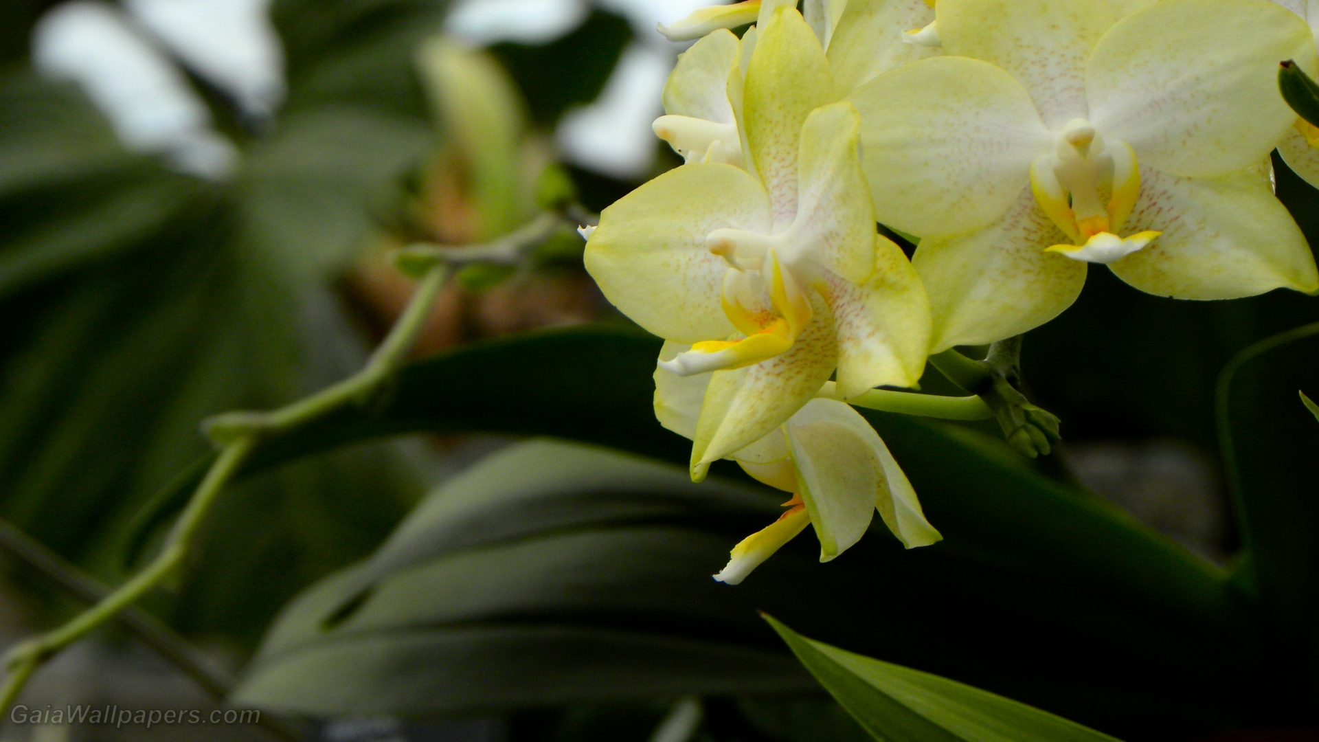 Douce orchidées jaunes - Fonds d'écran gratuits
