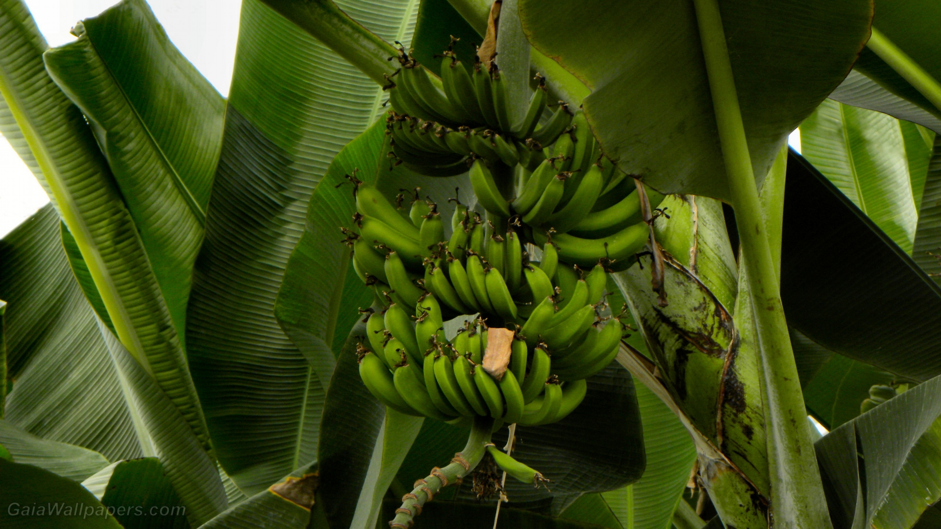 Green bananas in a banana tree - Free desktop wallpapers