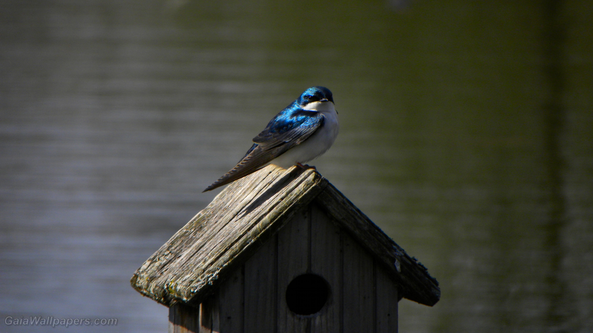 Tree Swallow perched on a birdhouse - Free desktop wallpapers