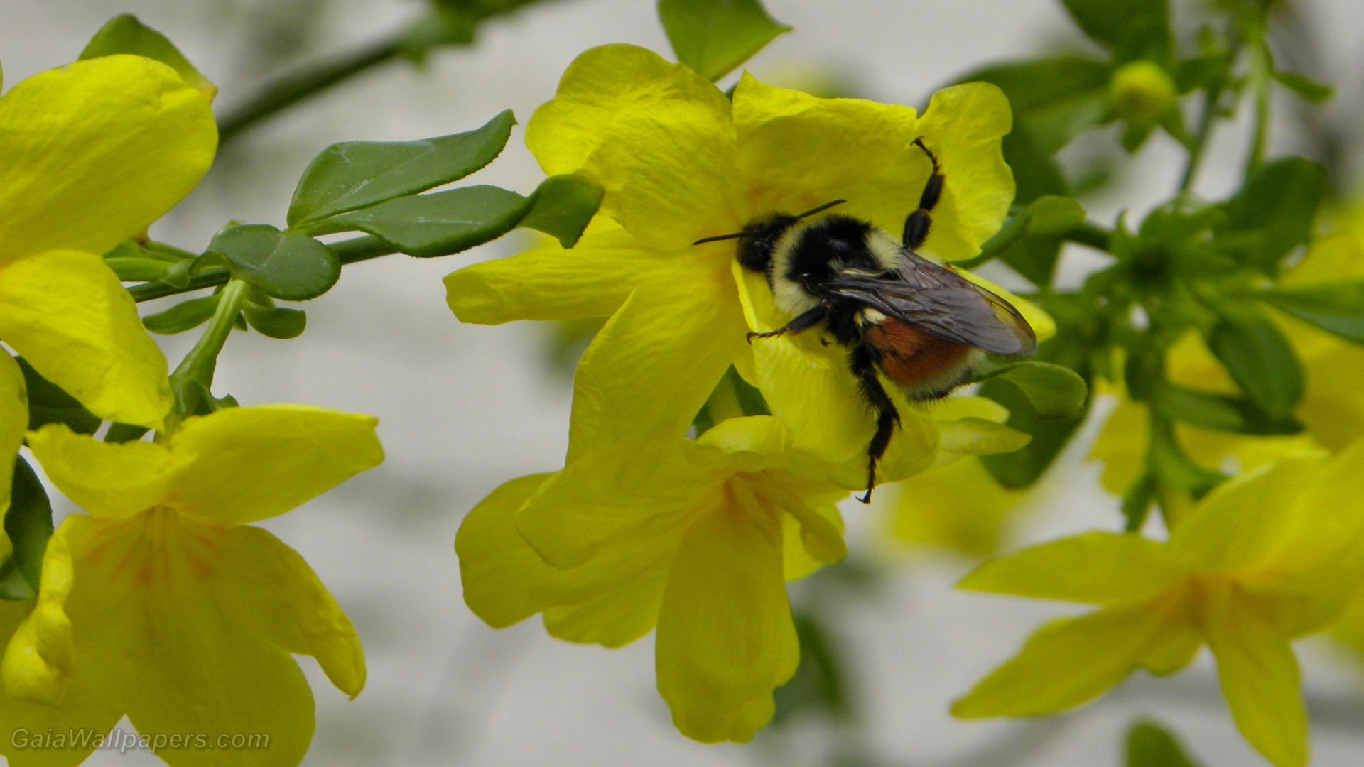 Orange-belted Bumblebee gathering nectar - Free desktop wallpapers