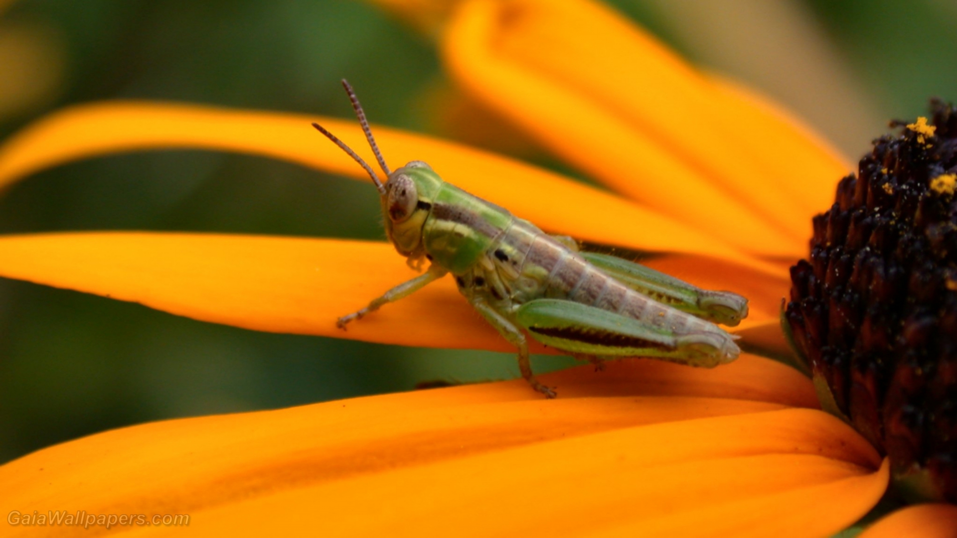 Grasshopper on a Rudbeckia - Free desktop wallpapers