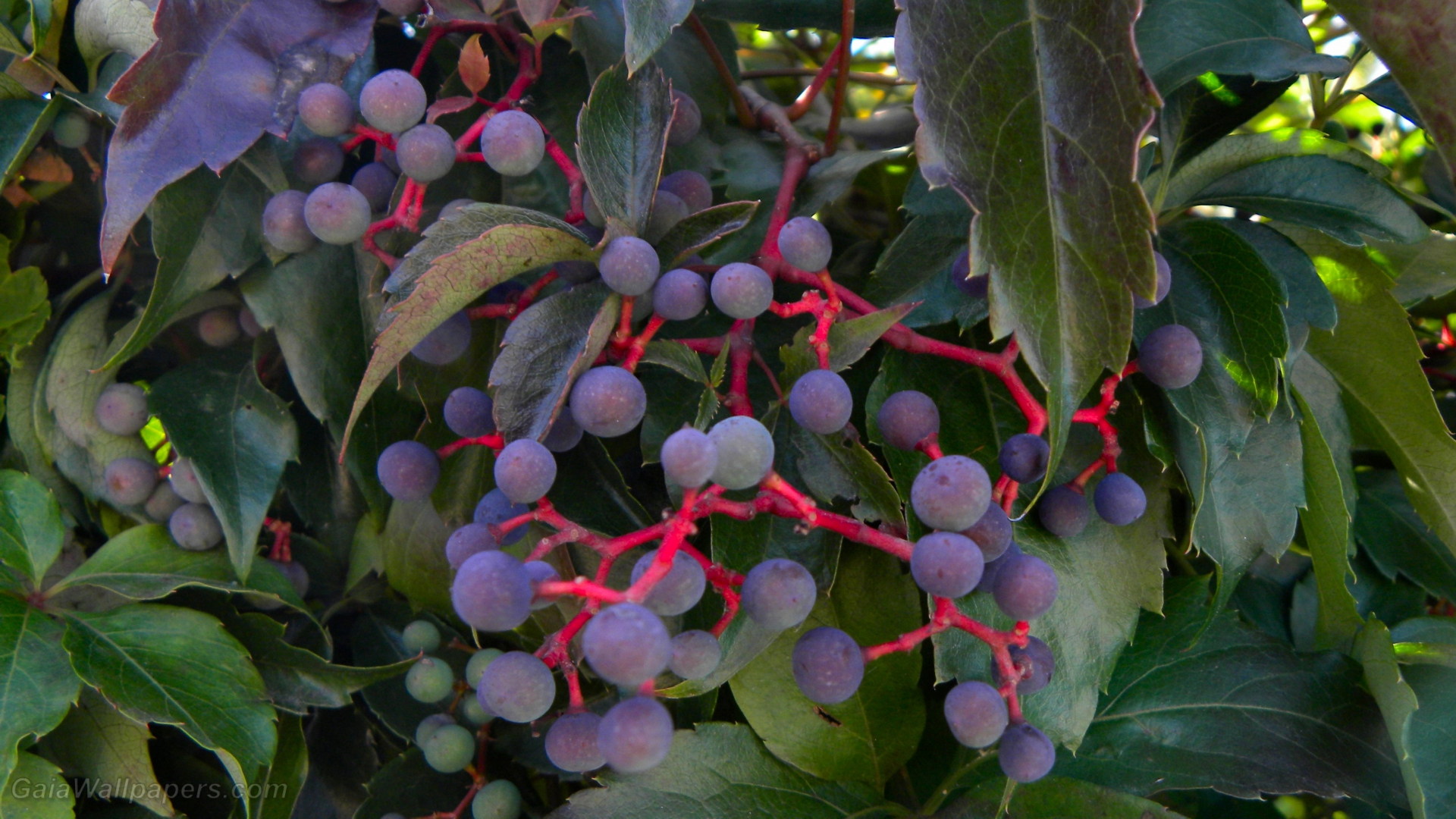 Vine berries - Free desktop wallpapers