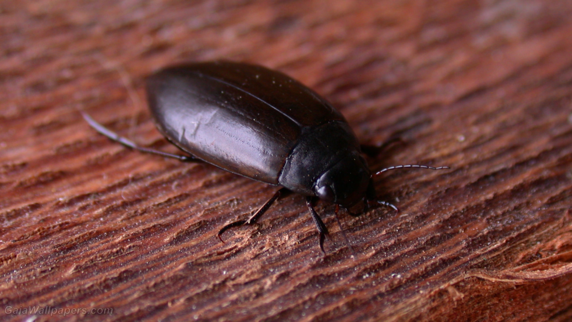 Dytiscidae Wallpapers 1920x1080 Free Desktop Wallpapers 201101211 Dytiscidae Wallpapers 1920x1080 Free Desktop Wallpapers 201101211