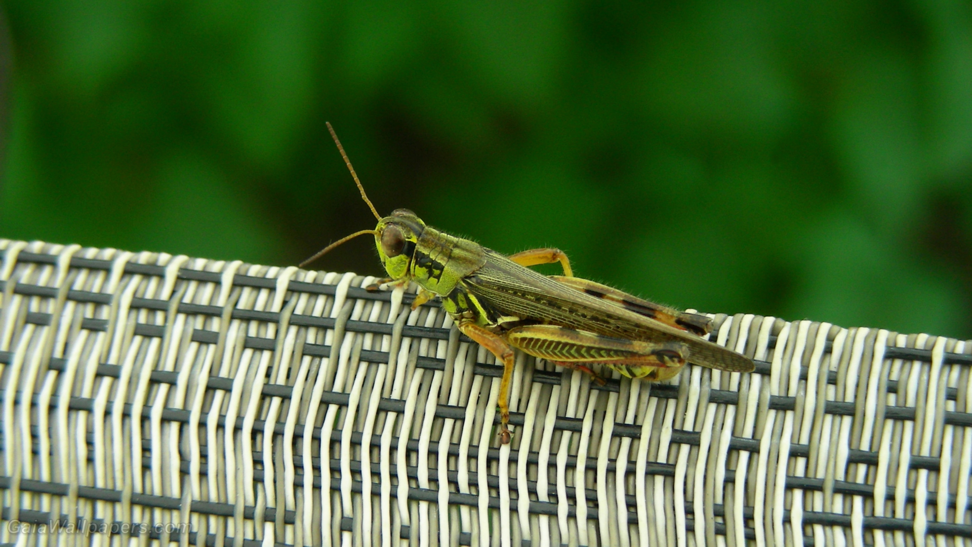 Grasshopper on a chair - Free desktop wallpapers
