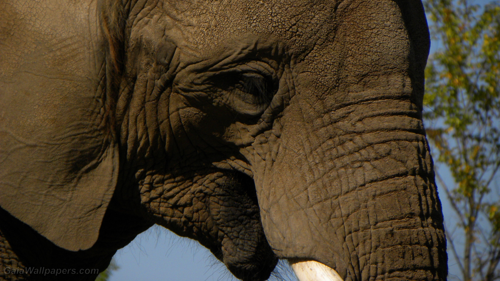 Visage d'éléphant - Fonds d'écran gratuits