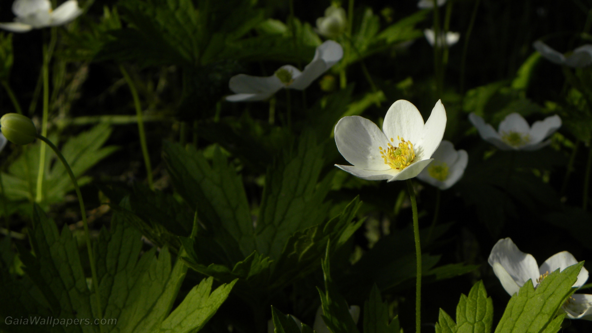 Jeune fleur blanche - Fonds d'écran gratuits