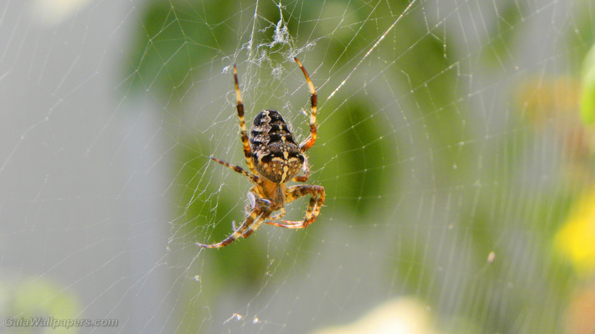Spider waiting for a prey - Free desktop wallpapers