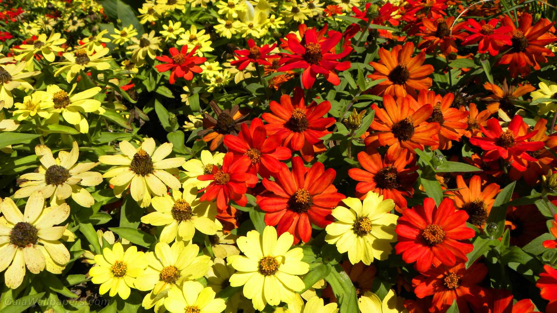 Flowers throwing warm colors - Free desktop wallpapers