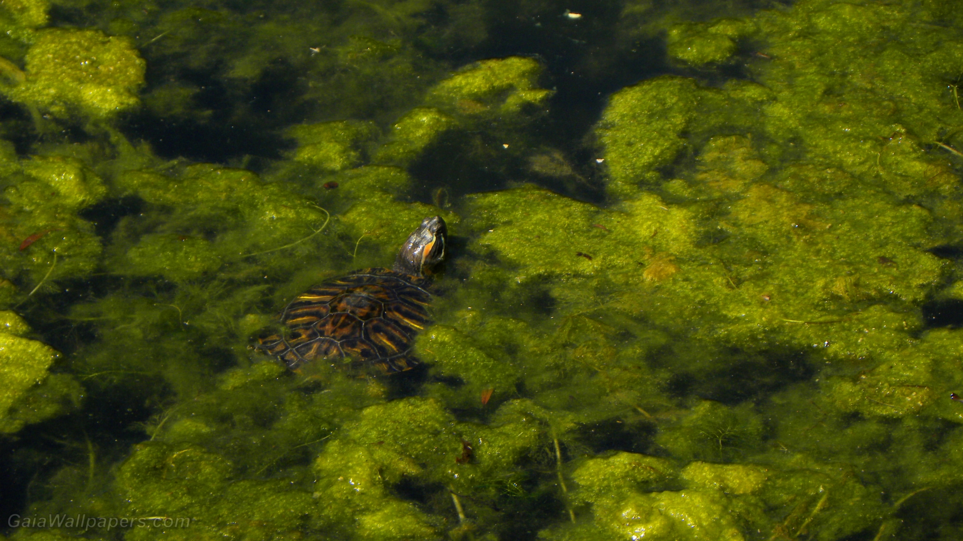 Red-eared slider turtle hidden in the marsh - Free desktop wallpapers