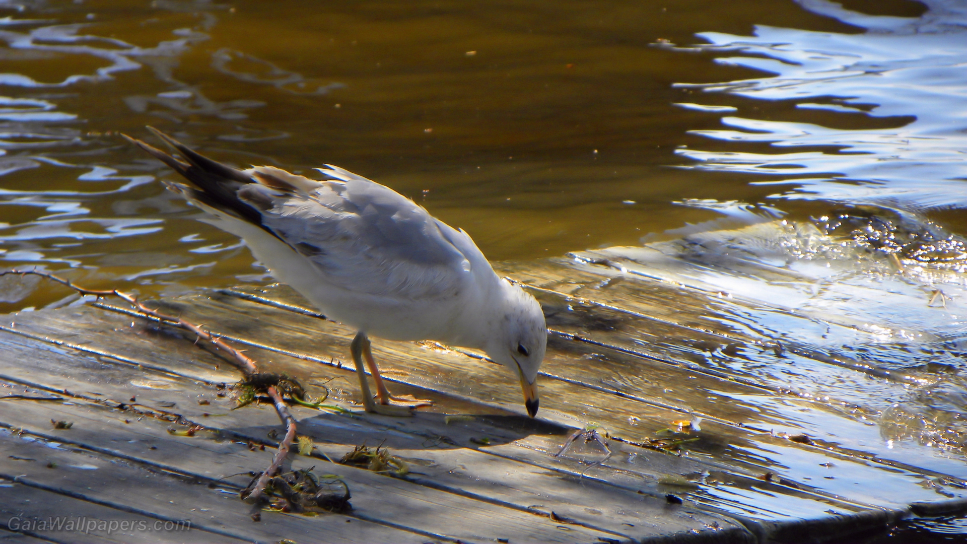 Ring-billed Gull looking for food - Free desktop wallpapers