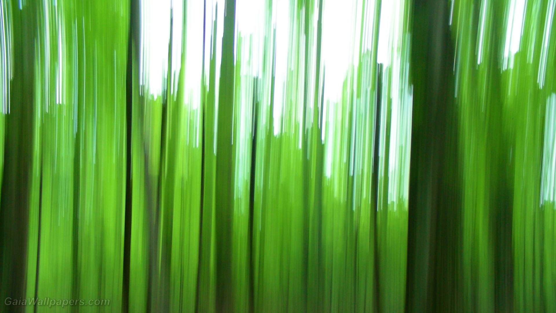 Green forest distortion - Free desktop wallpapers