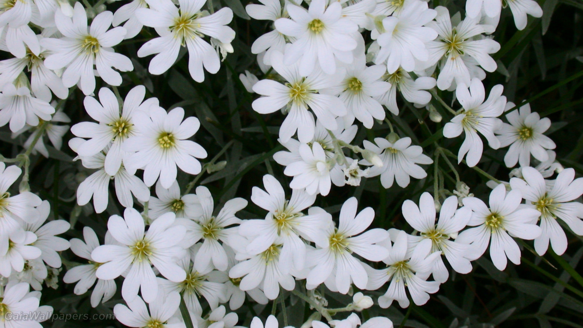Beautiful white flowers - Free desktop wallpapers