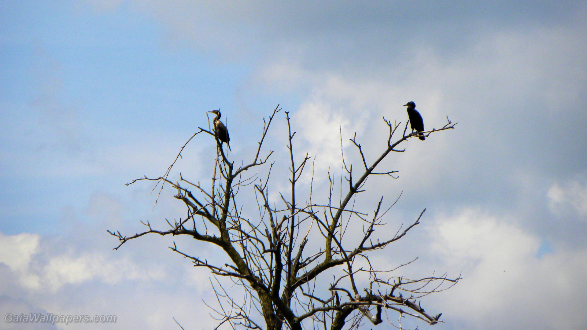 Cormorants perched in dead trees - Free desktop wallpapers