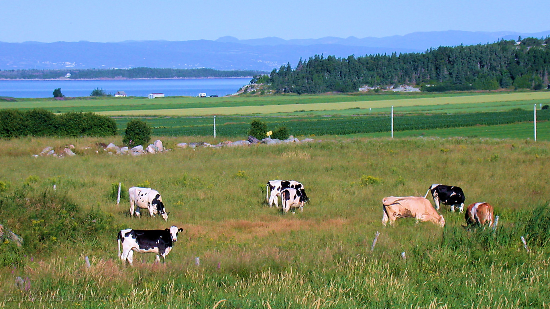 Vaches près du fleuve St-Laurent dans Kamouraska - Fonds d'écran gratuits