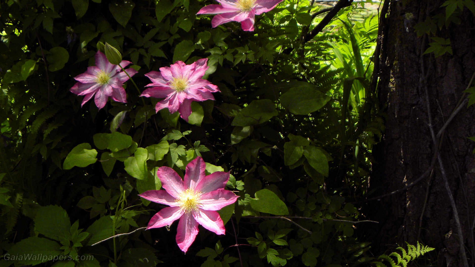 Fleurs illuminent le sous-bois - Fonds d'écran gratuits