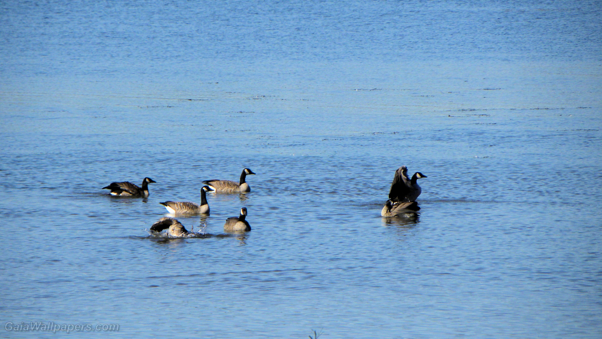 Canada Geese making a stop on the Rivière des Mille Îles - Free desktop wallpapers