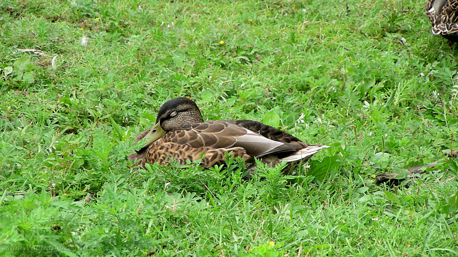 Duck sleeping in the grass - Free desktop wallpapers