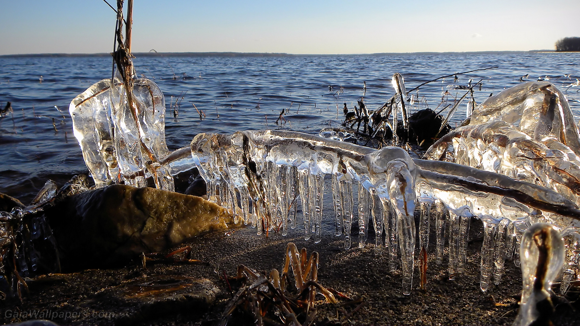 Ice crystallization condemning the last vegetation - Free desktop wallpapers