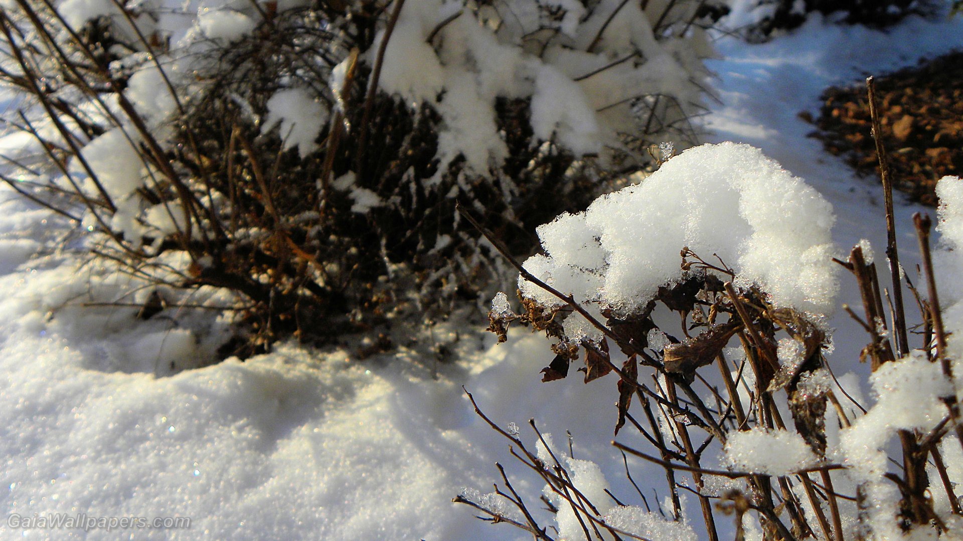 Arbustes recouverts des premières neiges - Fonds d'écran gratuits