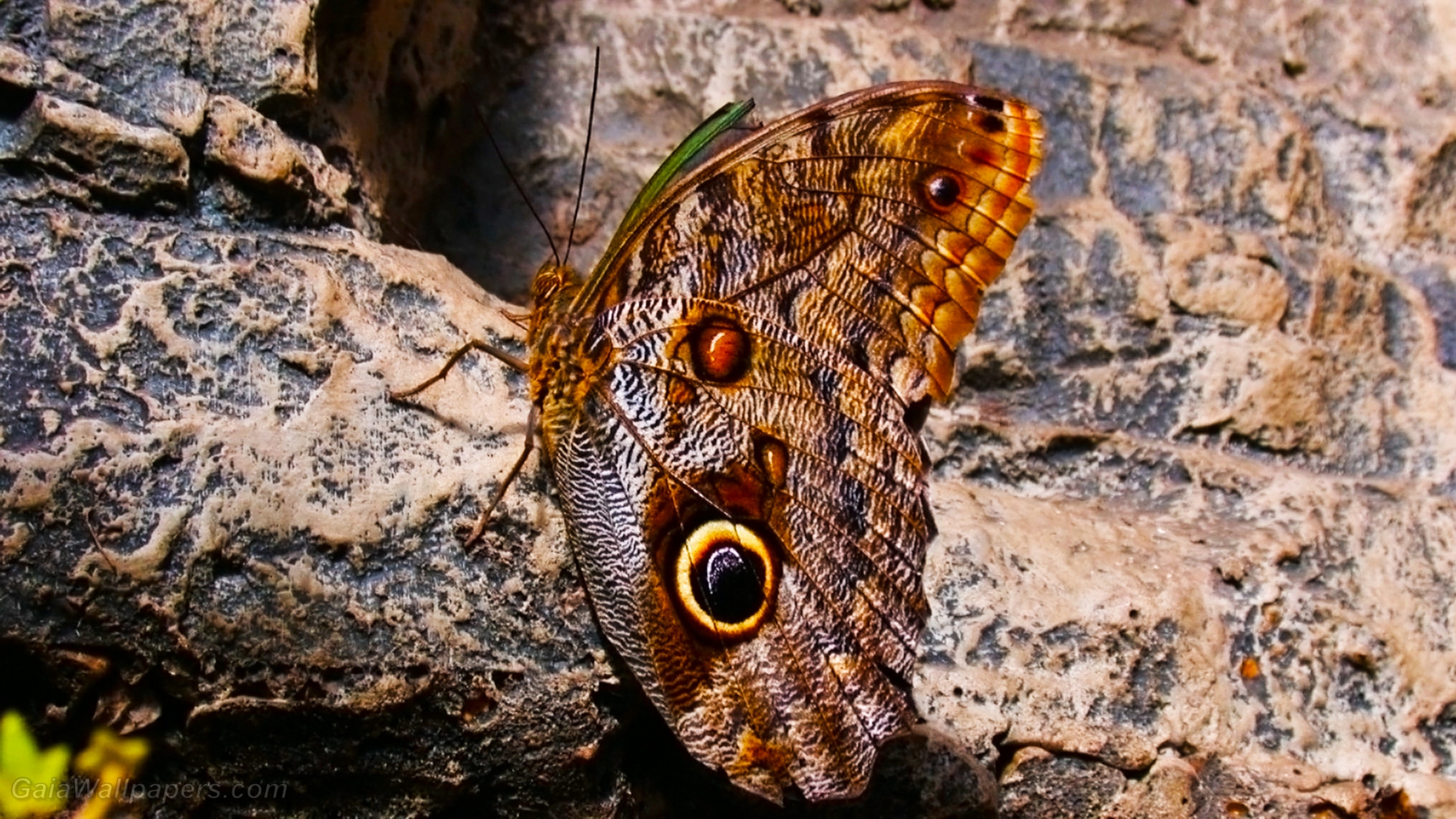 False eyes on a butterfly - Free desktop wallpapers