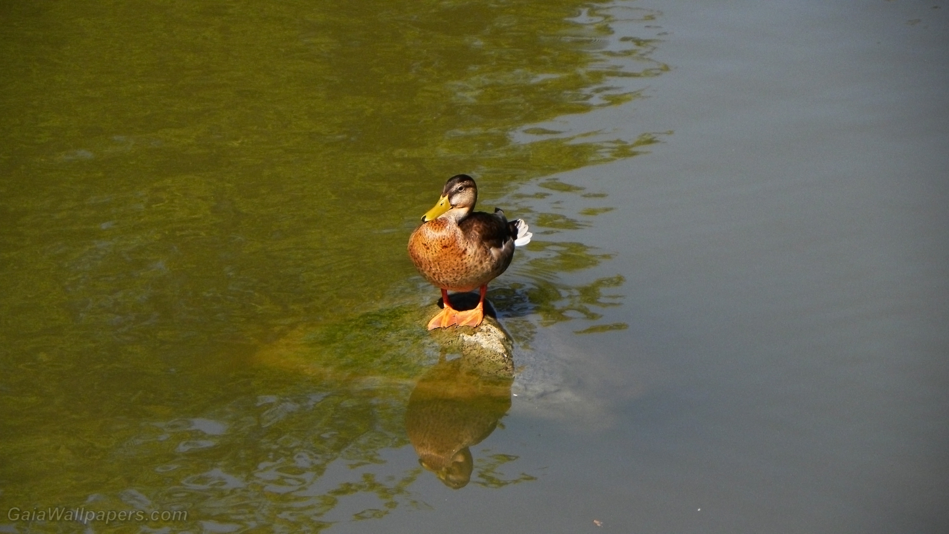Duck standing on a rock in the river - Free desktop wallpapers