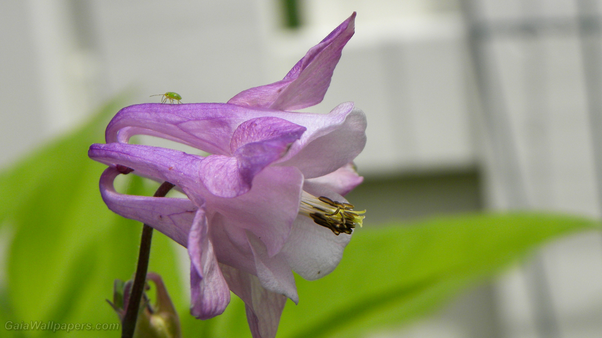 Petit insecte marchant sur une fleur - Fonds d'écran gratuits