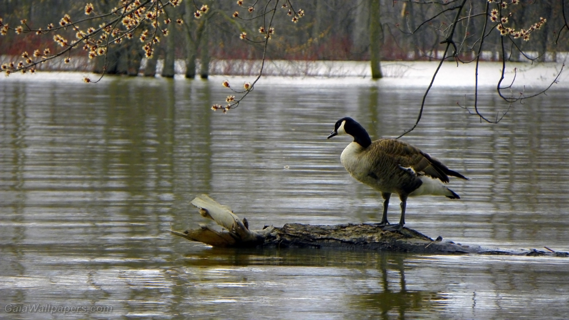 Canada Goose looking at high water during early spring - Free desktop wallpapers