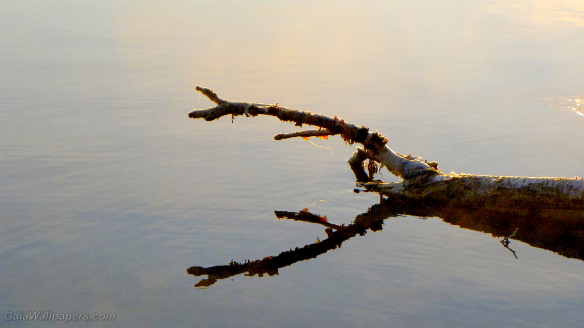 Morning reflection of a dead tree on the lake - Free desktop wallpapers