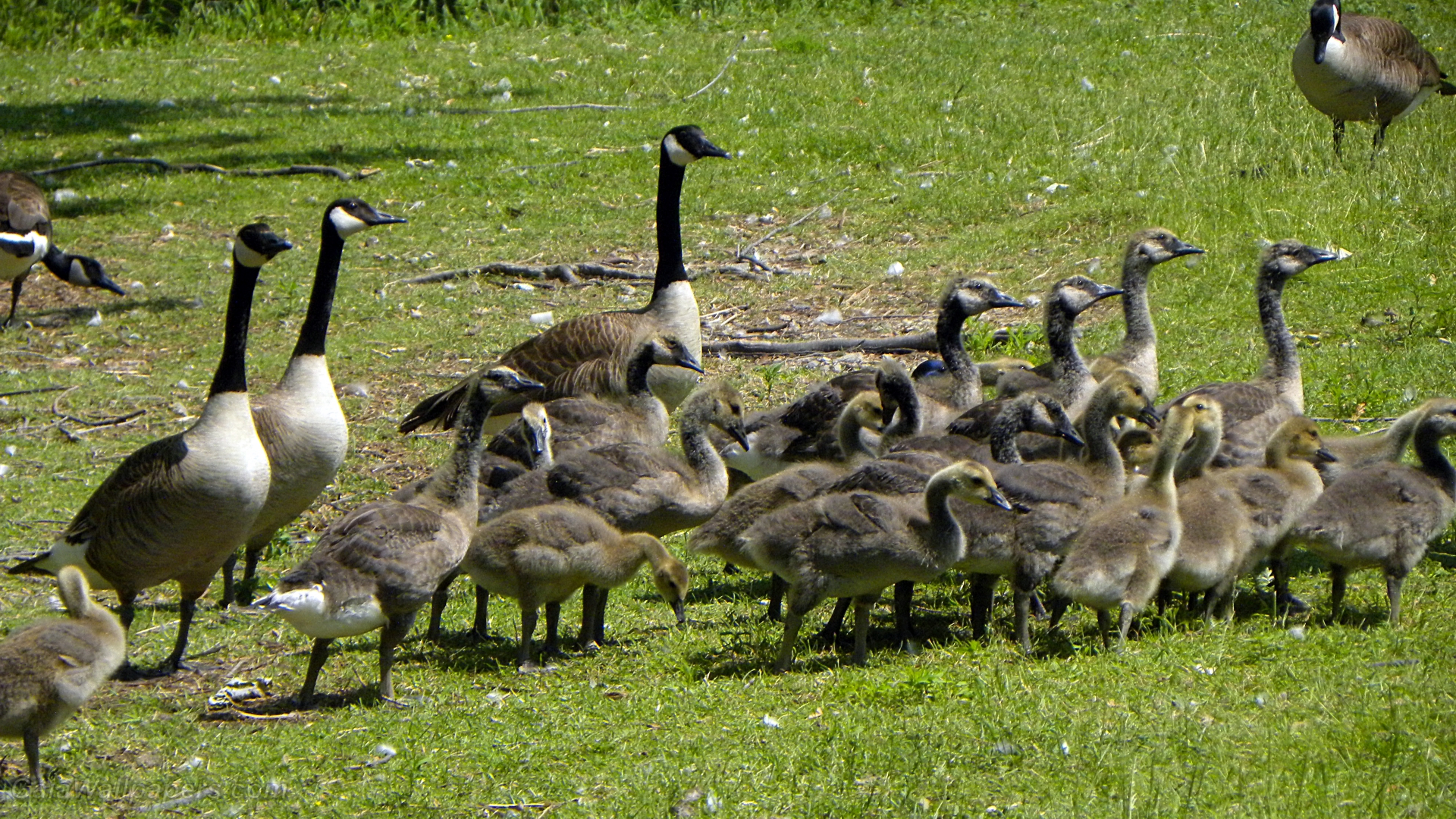 Canada Geese with their goslings - Free desktop wallpapers