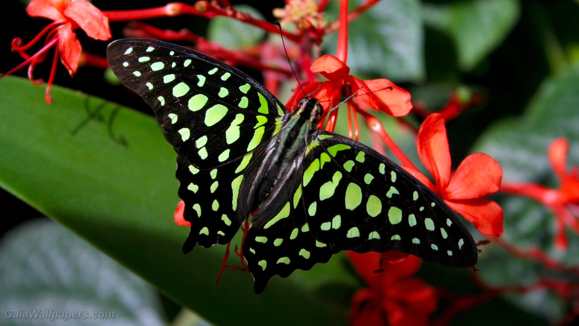 Beautiful butterfly with emerald colors - Free desktop wallpapers
