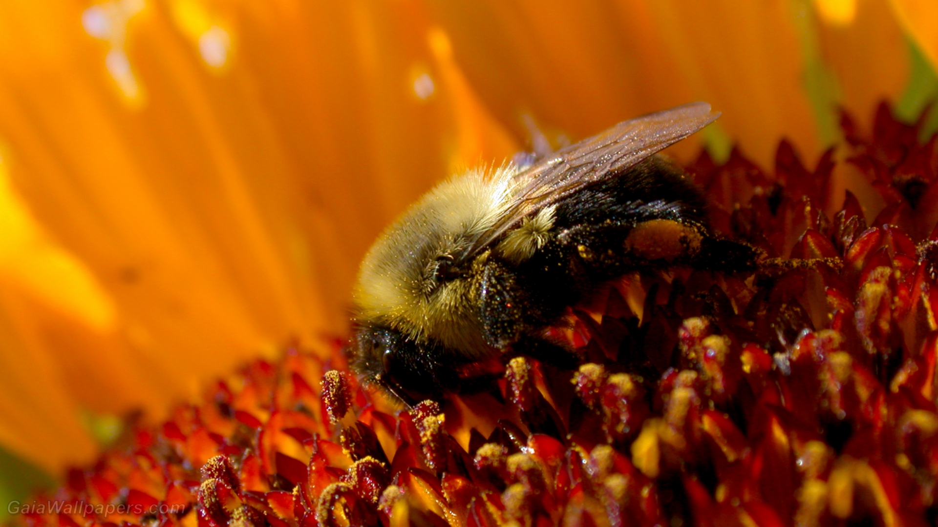 Bumblebee gathering nectar in sunflower - Free desktop wallpapers