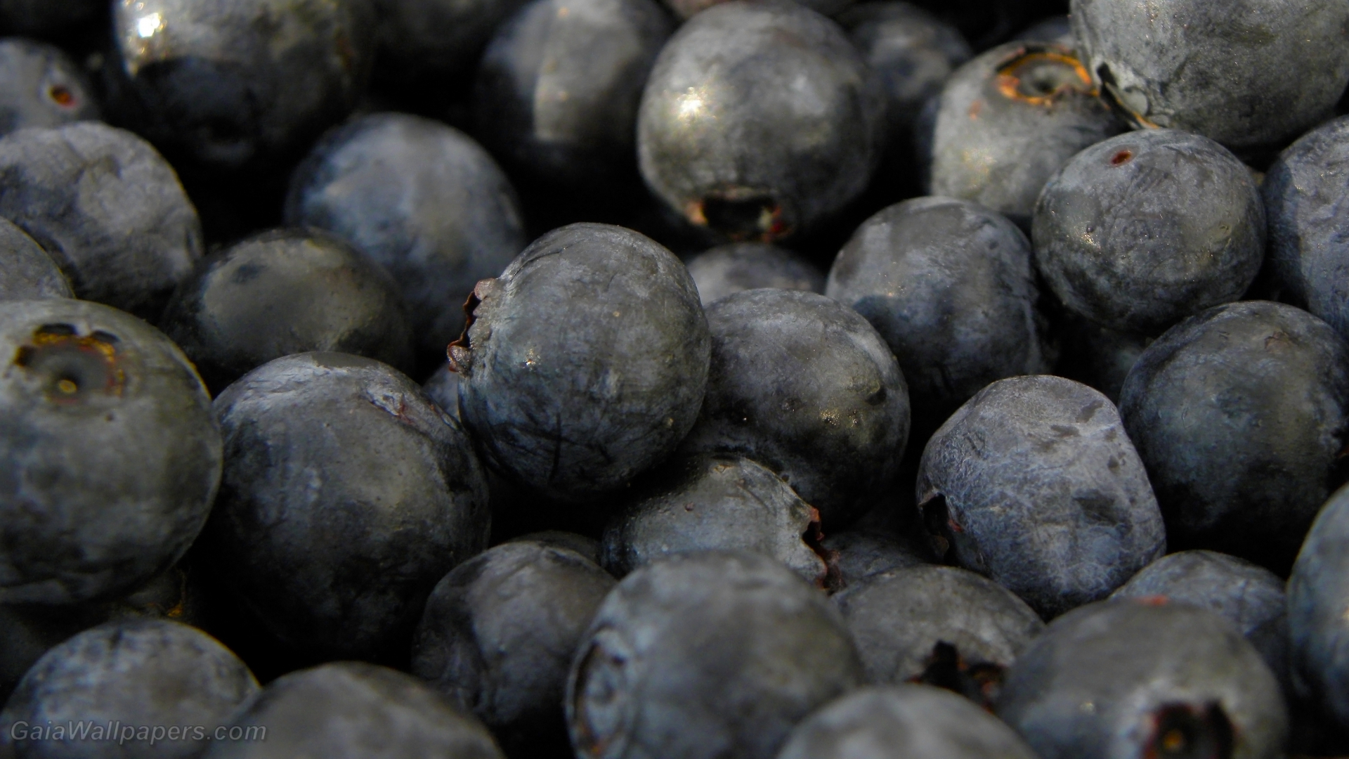 World of blueberries - Free desktop wallpapers