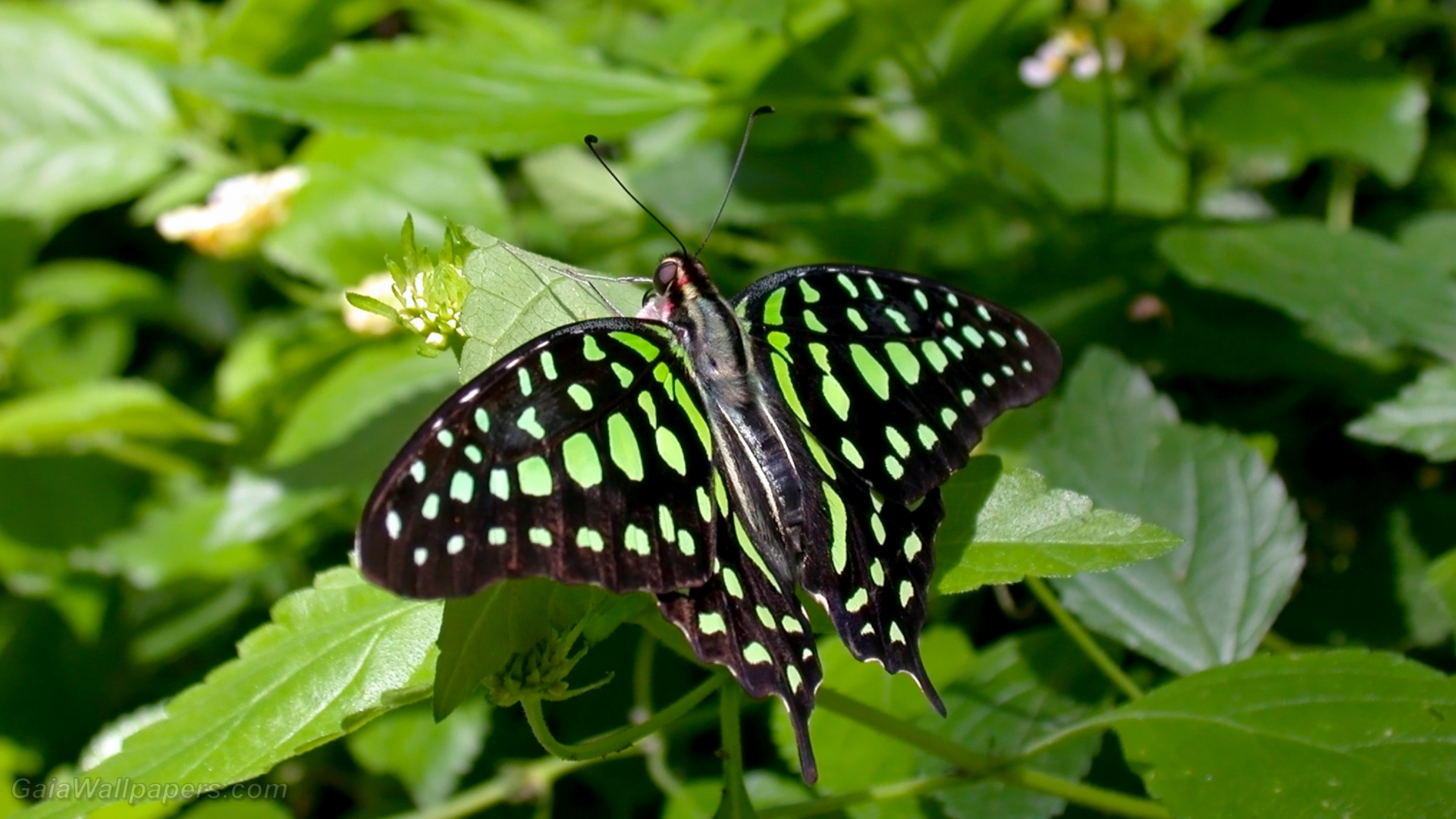 Mottled green butterfly - Free desktop wallpapers