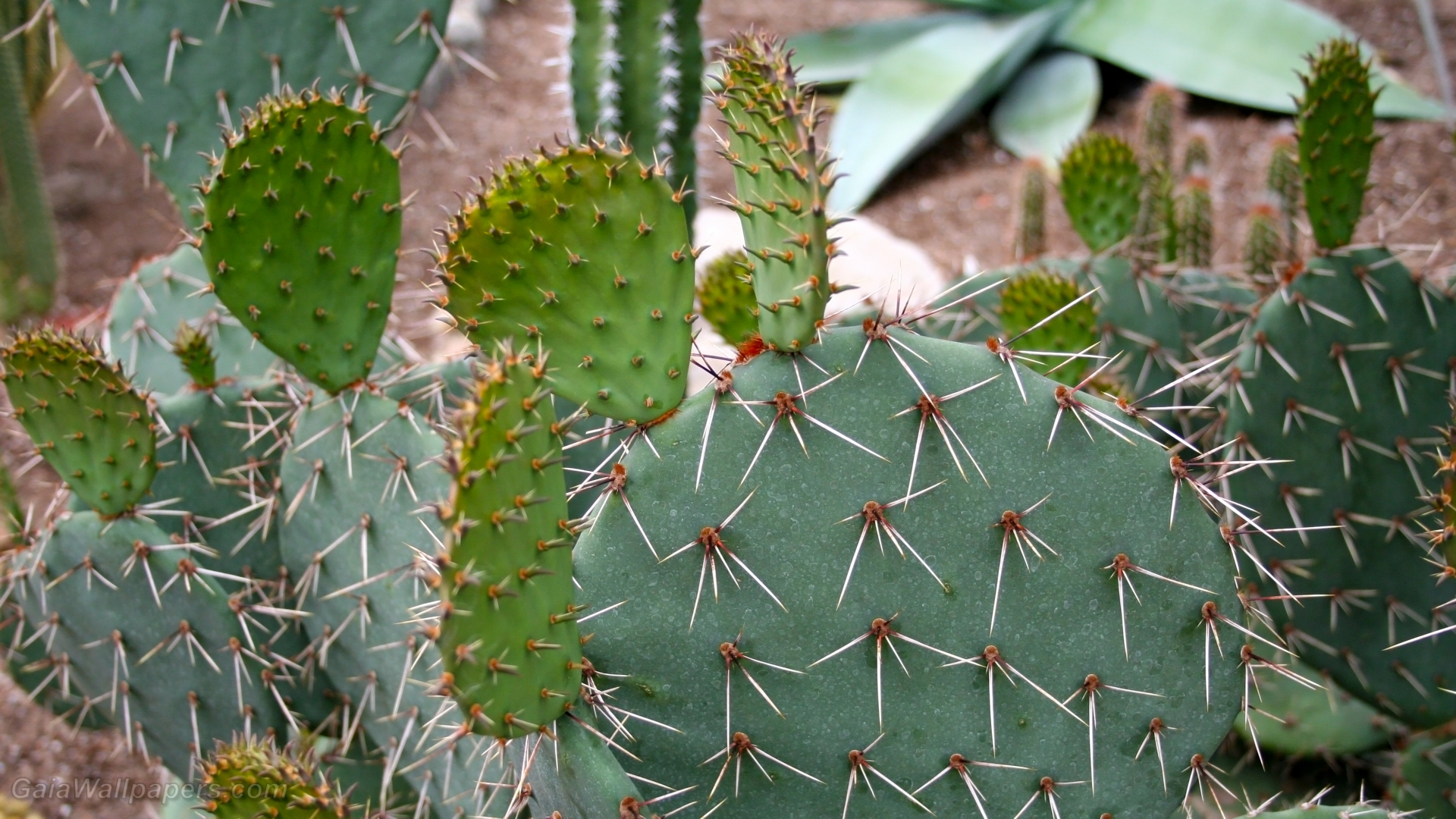 Aiguilles pointues sur des cactus - Fonds d'écran gratuits