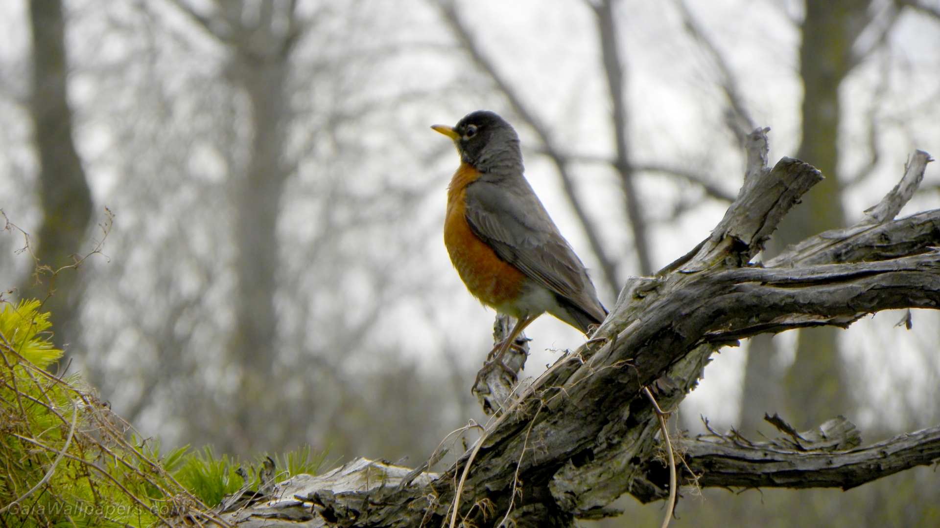 American Robin on his arrival at spring - Free desktop wallpapers